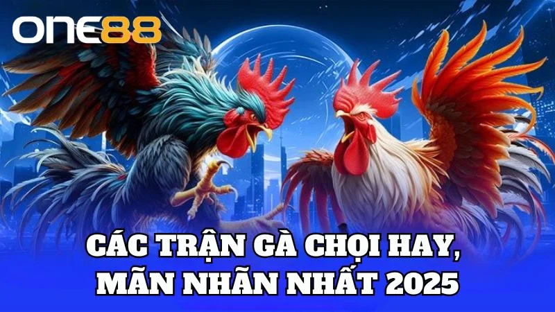 Các trận gà chọi mãn nhãn nhất năm 2025 tại nhà cái