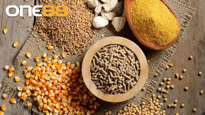 Tuỳ vào từng giai đoạn mà bạn cần cho gà chọi con ăn đúng cách