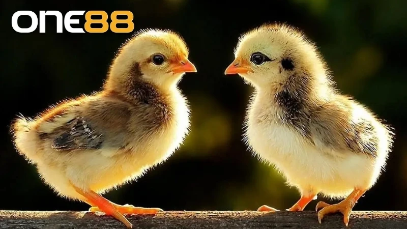 cách nuôi gà chọi con nhanh lớn