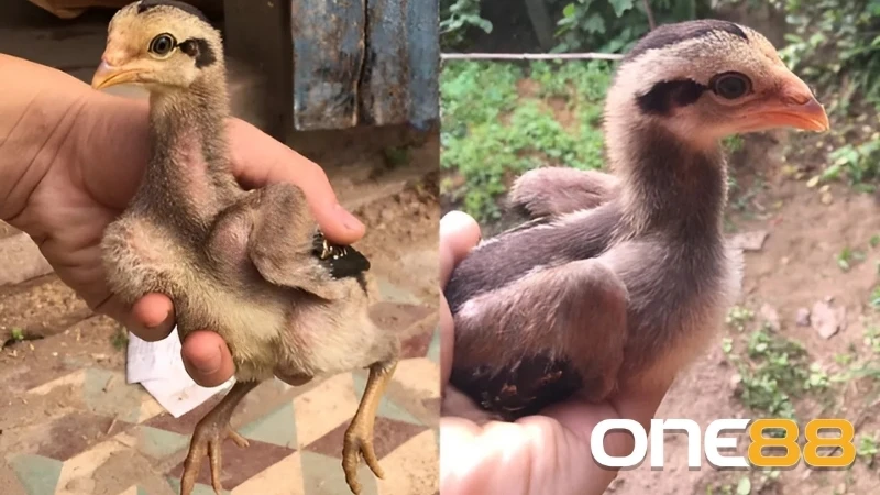 Thường xuyên cho gà chọi con vận động hợp lý