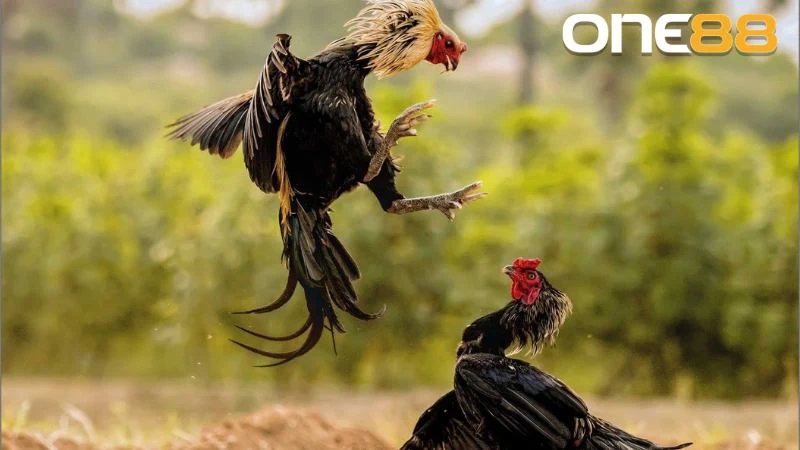 Phương pháp nuôi gà chọi trước khi ra độ là cho gà uống nước vào sáng sớm