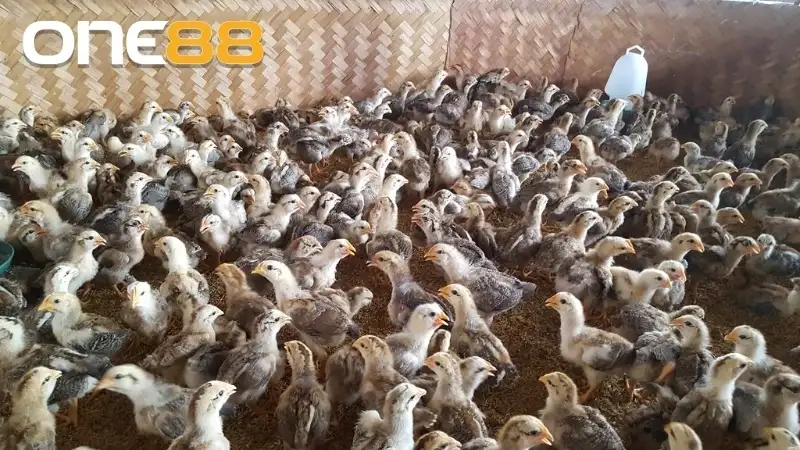 Người chơi nên chọn giống gà chọi chất lượng từ nguồn đáng tin