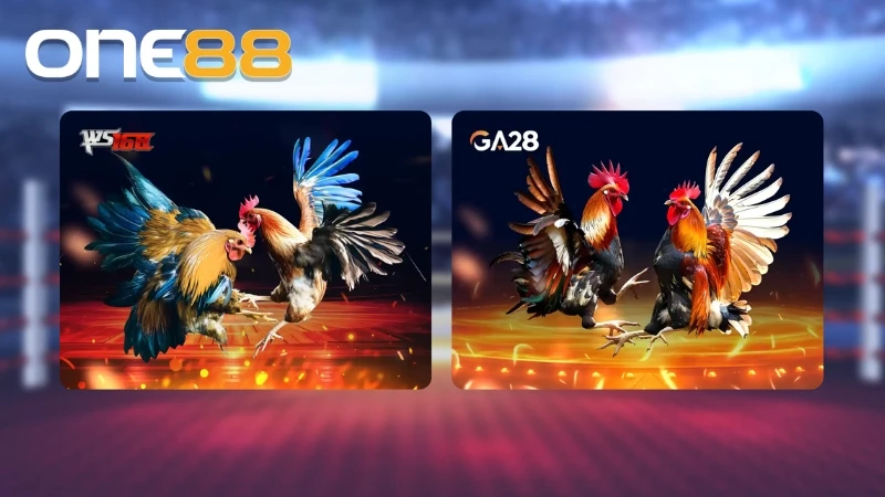 Nhà cái cung cấp nhiều trận đấu từ trường gà uy tín như WS168 và GA28