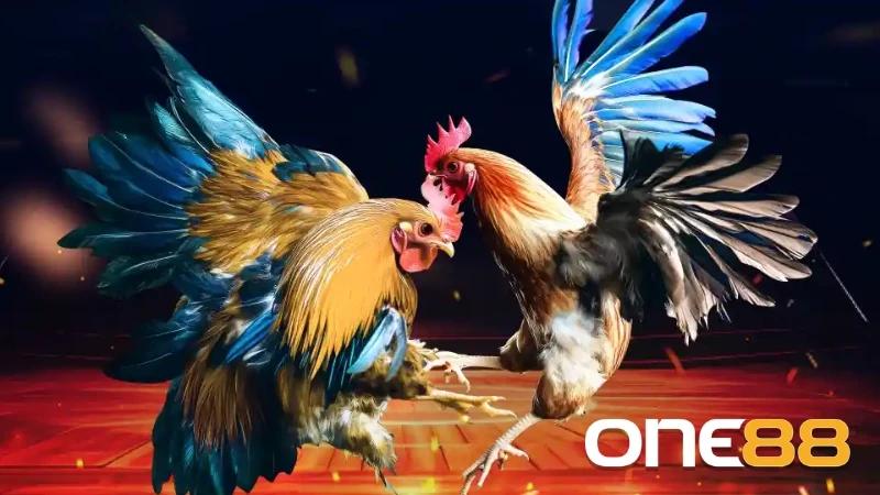 đá gà tre cựa sắt