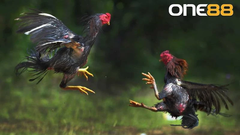 Gà chọi Thái Bình mạnh mẽ và dẻo dai