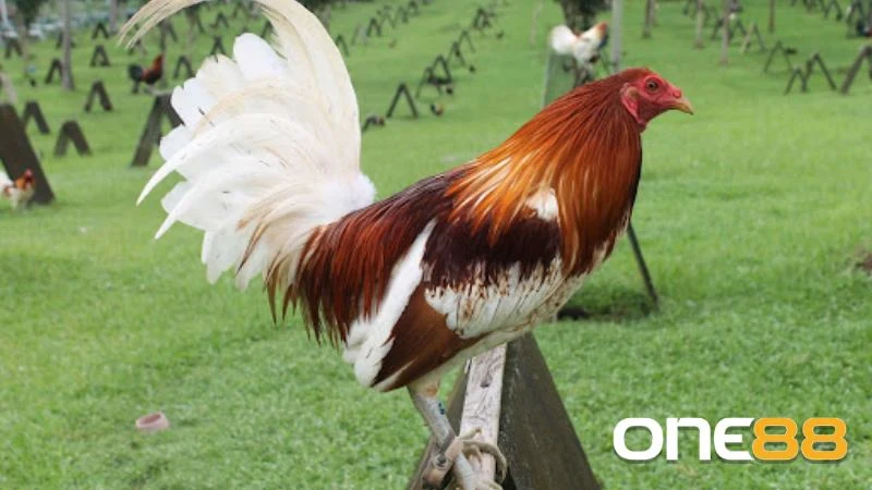 Lưu ý là chỉ nên cho gà chọi tập luyện nhẹ nhàng trước khi ra độ
