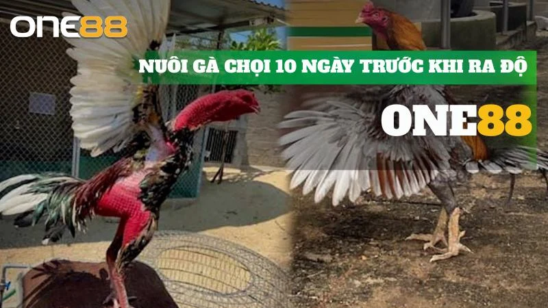 nuôi gà chọi 10 ngày trước khi ra độ