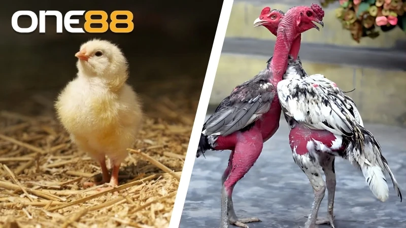Việc nuôi gà chọi con đúng cách giúp gà khoẻ mạnh, phục vụ thi đấu