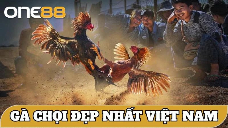 gà chọi đẹp nhất Việt Nam