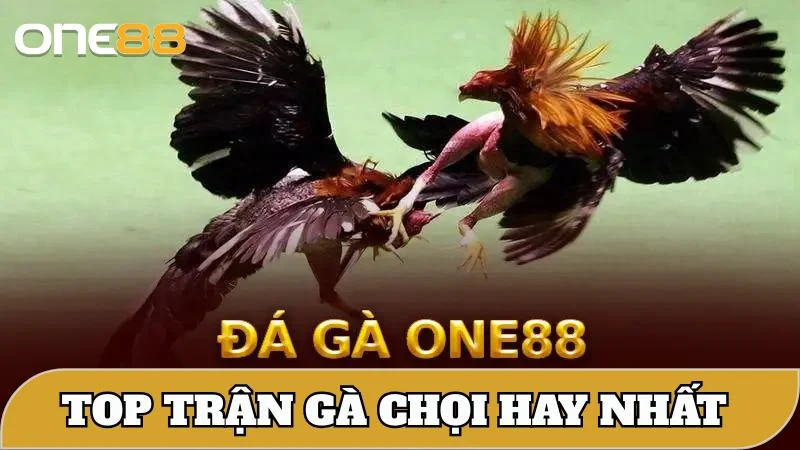 trận gà chọi hay tại nhà cái One88