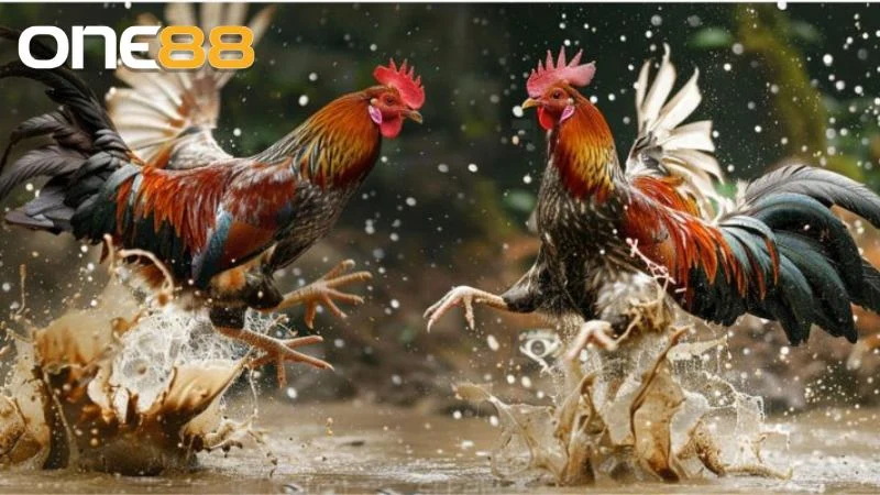 Trận gà chọi nảy lửa Anh Linh đối đầu Anh Hiển Long Xuyên